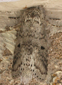 Variable Prominent